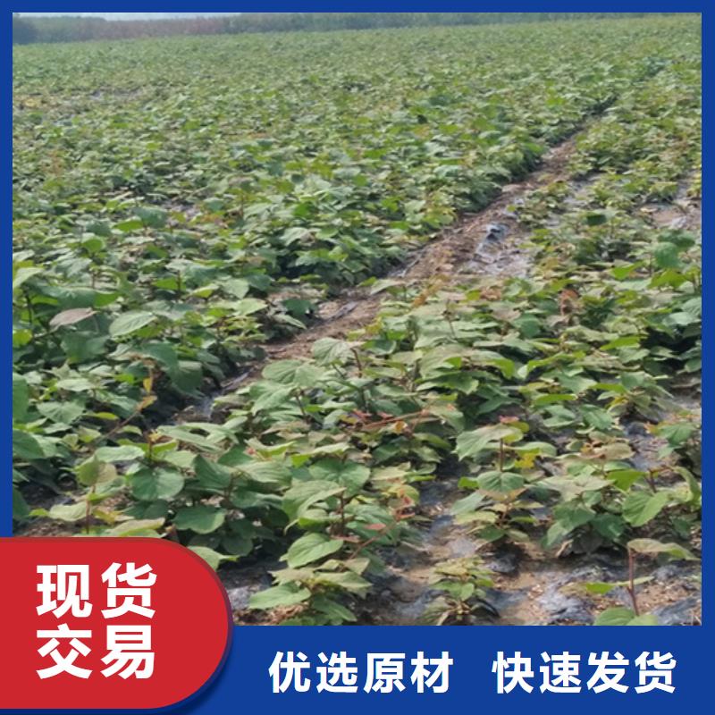 猕猴桃-苹果苗自主研发
