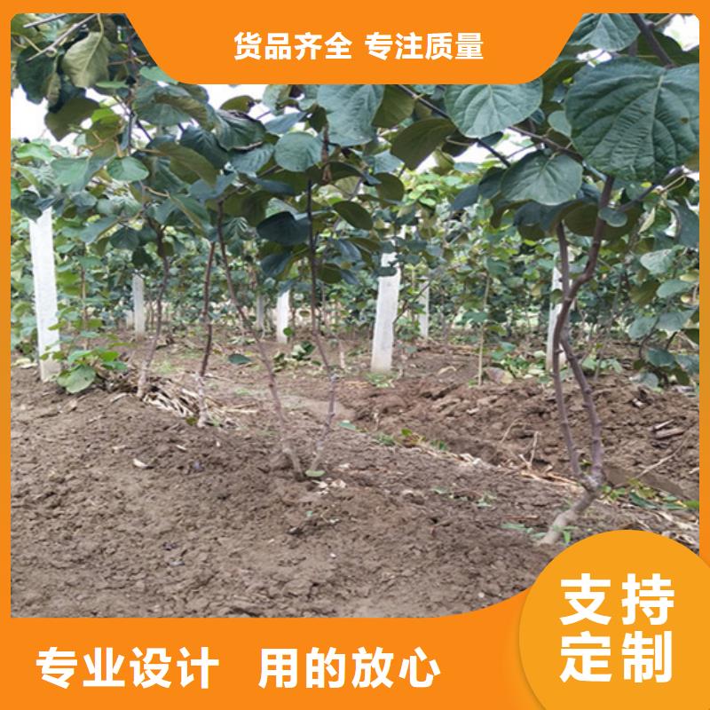 猕猴桃【李子苗】适用范围广