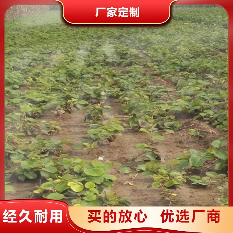 猕猴桃梨树苗实力见证