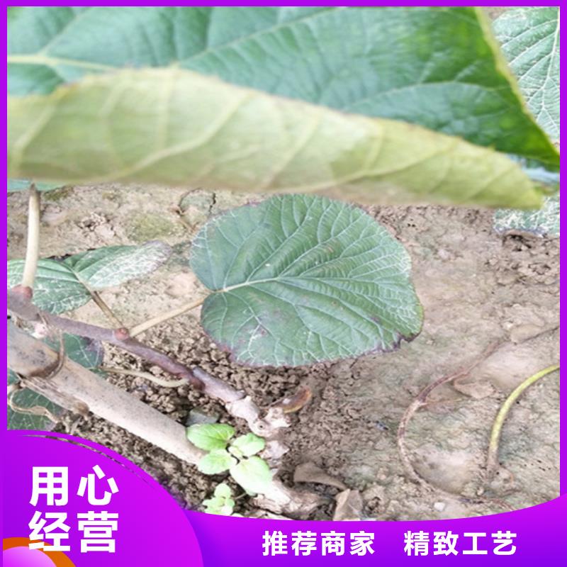 【猕猴桃】樱桃苗工厂自营