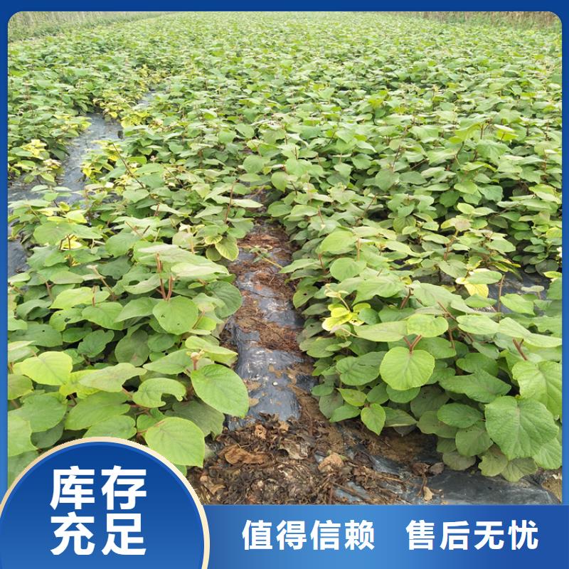 猕猴桃-苹果苗自主研发