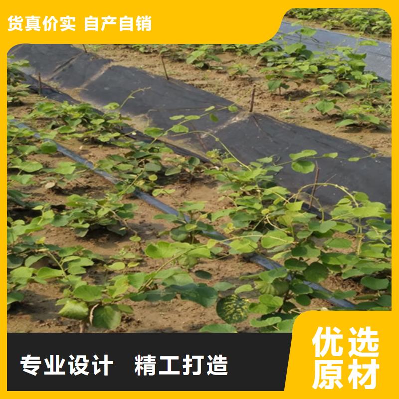 猕猴桃_板栗苗优良工艺