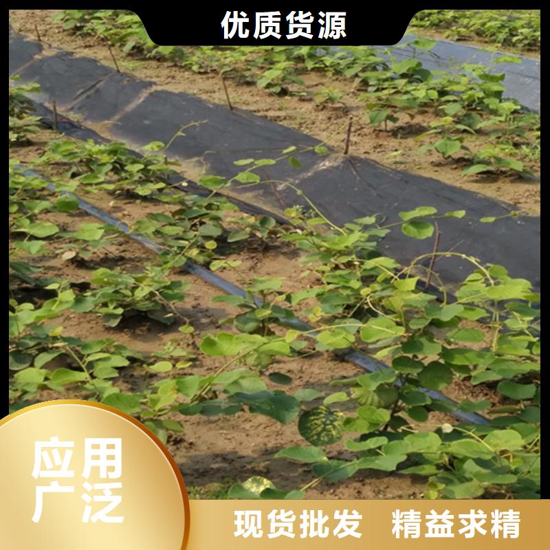 猕猴桃石榴苗工厂现货供应