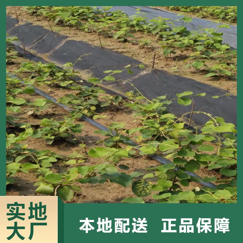猕猴桃苹果苗注重细节