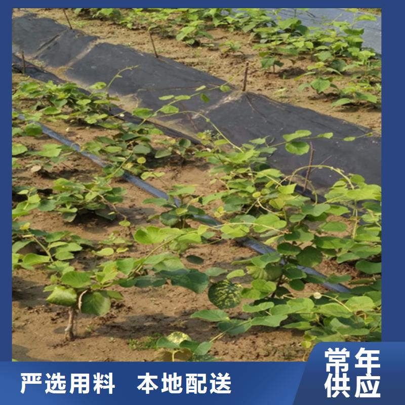 猕猴桃-梨树苗货源充足