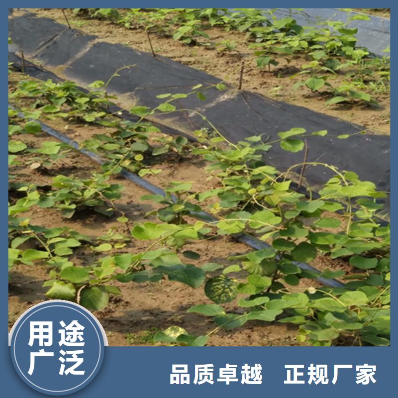 【猕猴桃西瓜苗优选厂商】