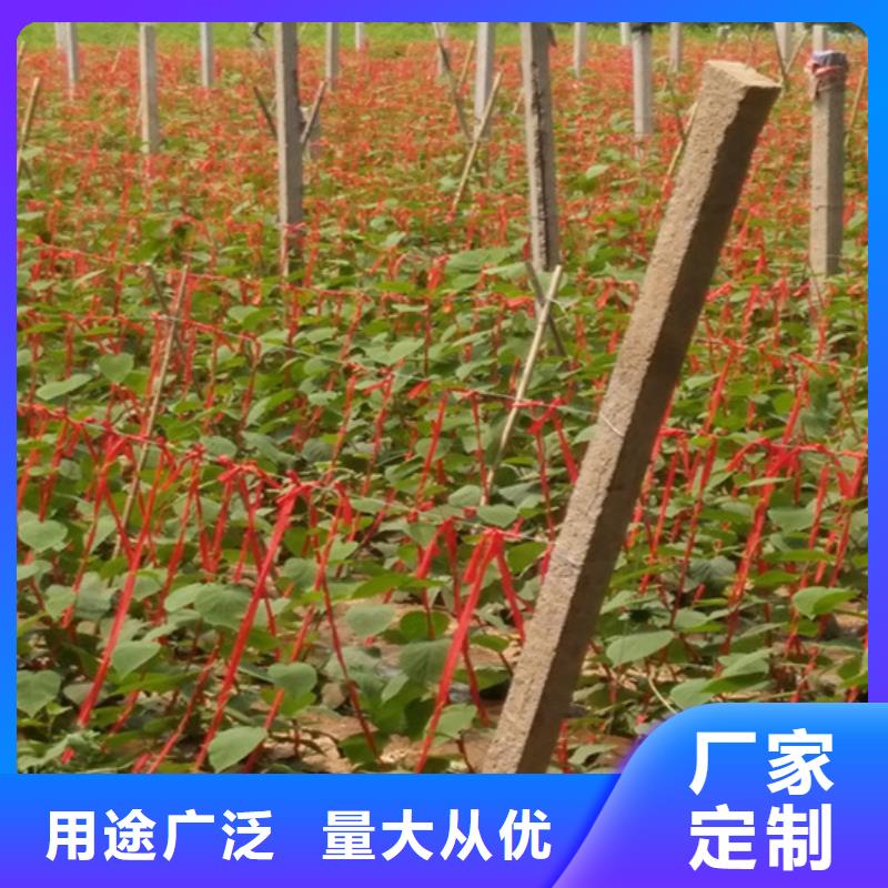 【猕猴桃】板栗苗品质优选