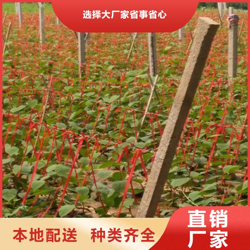 【猕猴桃】板栗苗品质优选