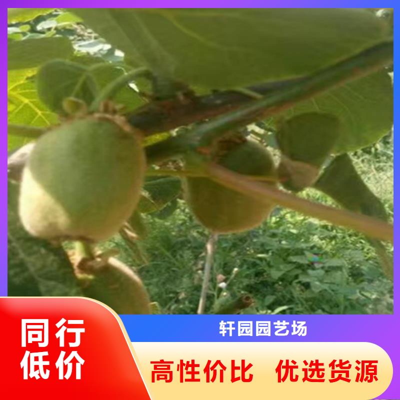 猕猴桃石榴苗工厂现货供应