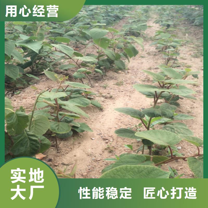 猕猴桃-苹果苗自主研发