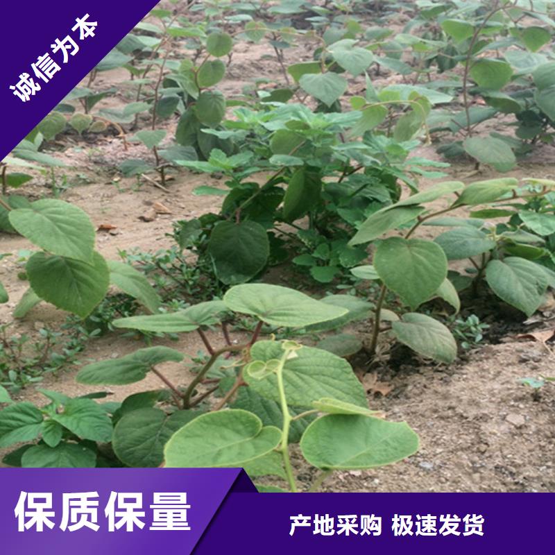 【猕猴桃】板栗苗品质优选