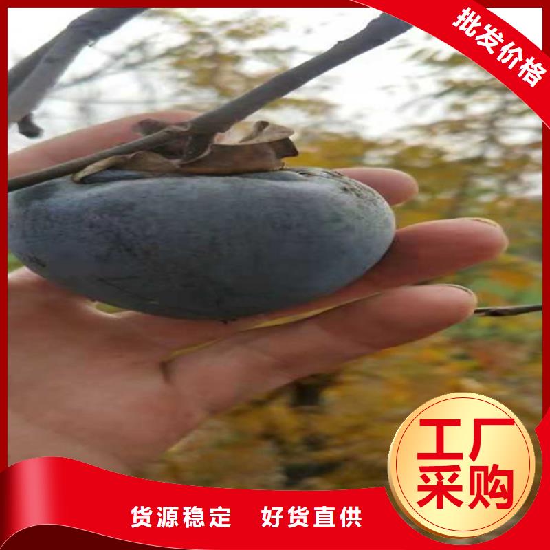 |石城|瑞金|新余|吉安|九江|景德镇|上饶轩园柿子,【桃树苗】用心做好细节