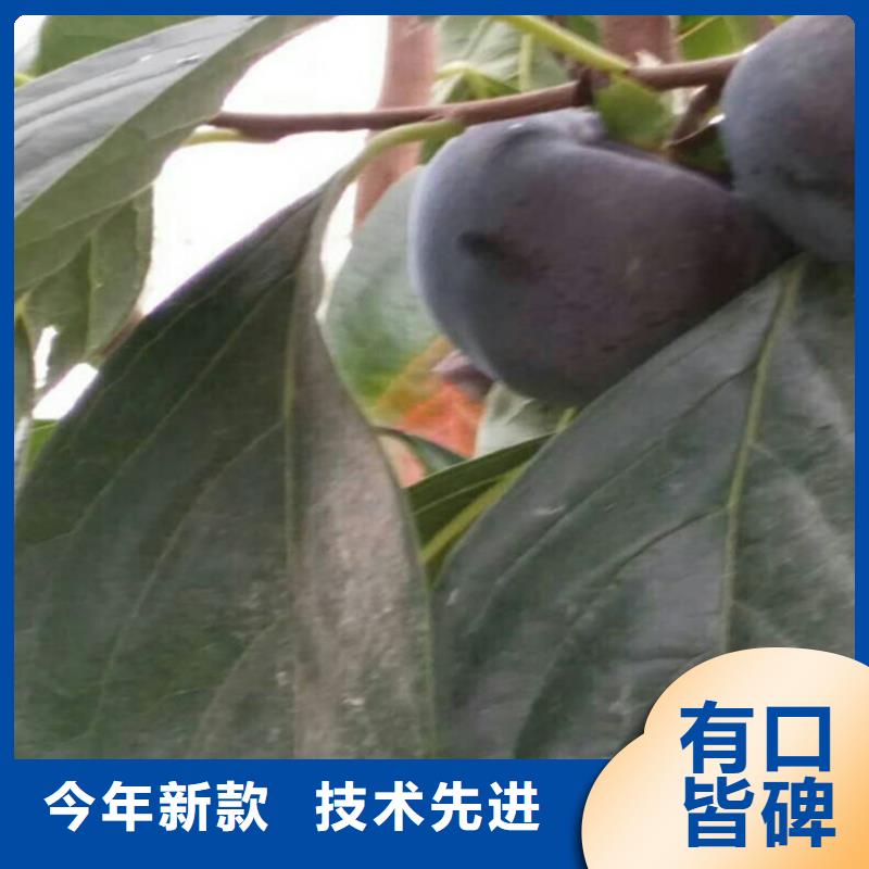 柿子-苹果苗一手货源