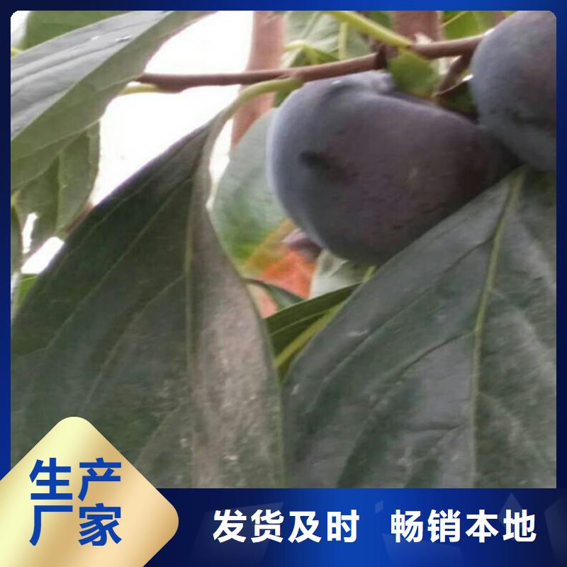 柿子蓝莓苗价格实惠