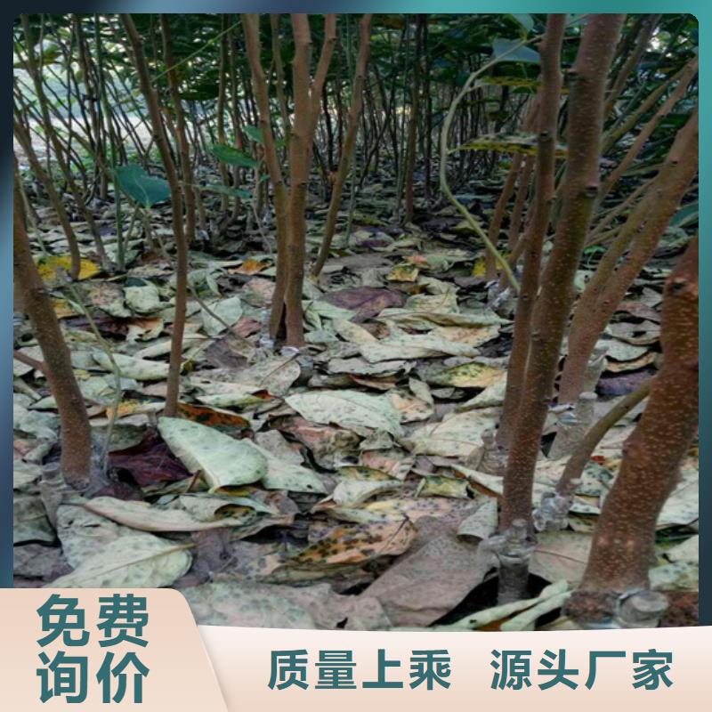柿子李树苗出厂严格质检