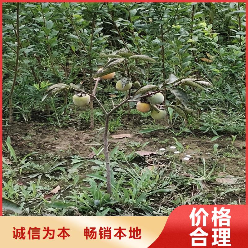 柿子,蓝莓苗价格公道合理