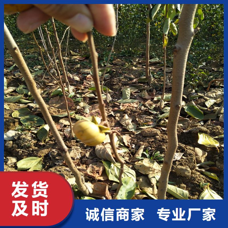 西瓜番石榴苗-视频-西瓜番石榴苗-陕西省铜川市【该地】服务商-宜君|耀州|西安|延安|宝鸡|榆林