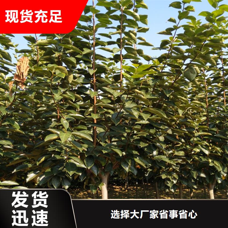 柿子樱桃苗经销商