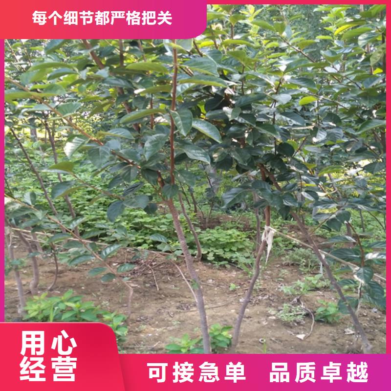 【柿子樱桃苗做工精细】