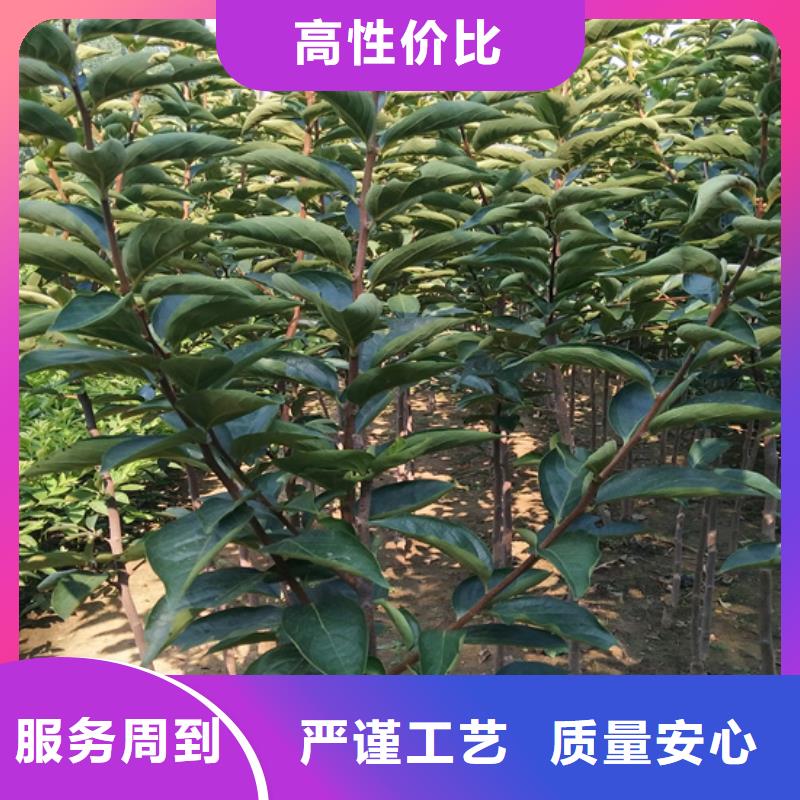 柿子李树苗出厂严格质检