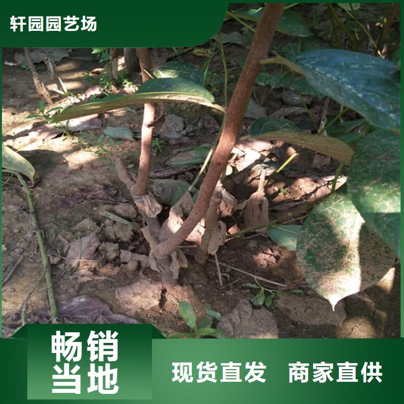 【 柿子_桃树苗诚信为本】-轩园园艺场(铜川市分公司)