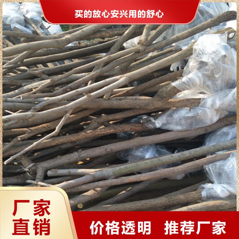 柿子樱桃苗匠心打造