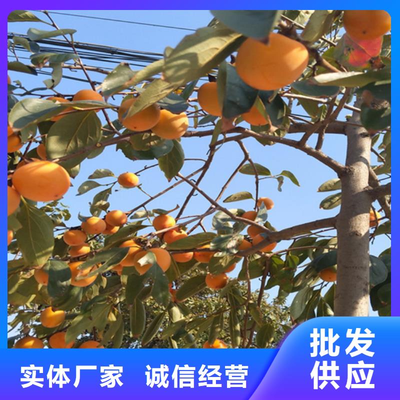 柿子樱桃苗批发货源