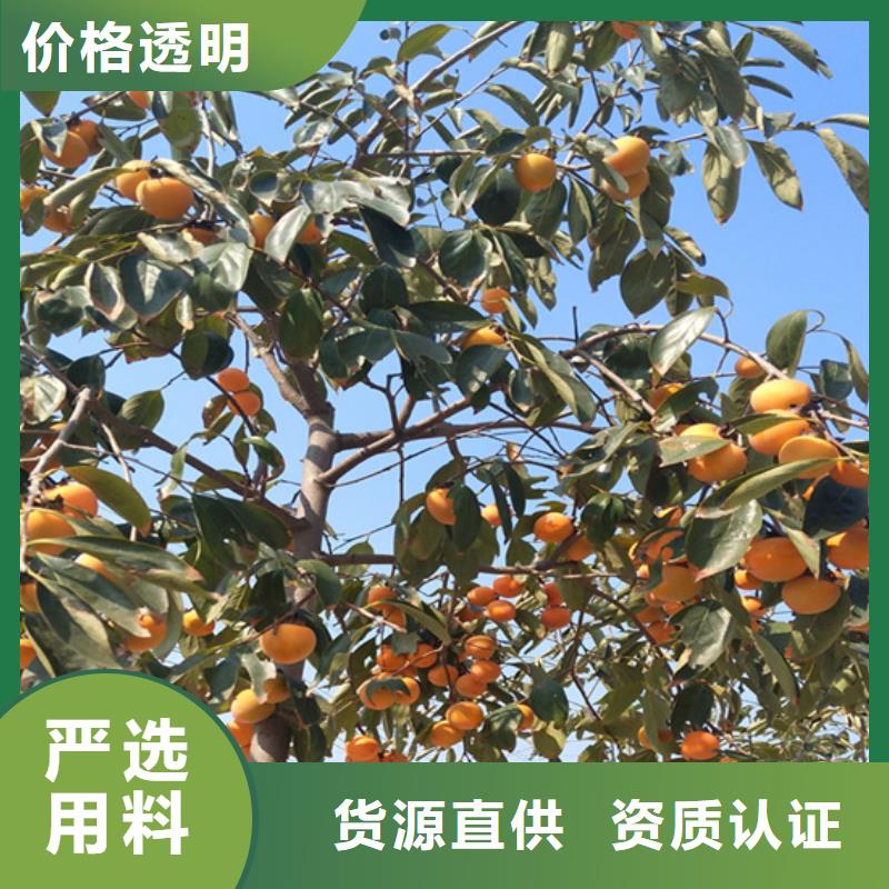 柿子-【樱桃苗】随到随提