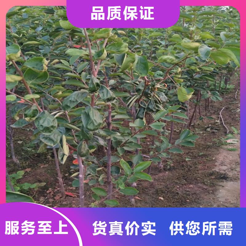 柿子奶油草莓大厂生产品质
