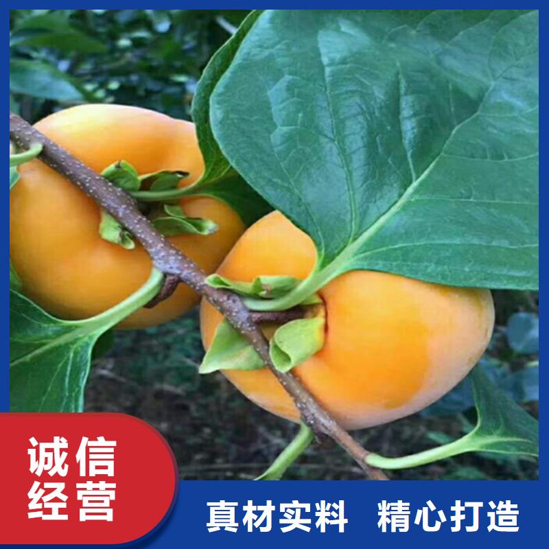 柿子-苹果苗一手货源