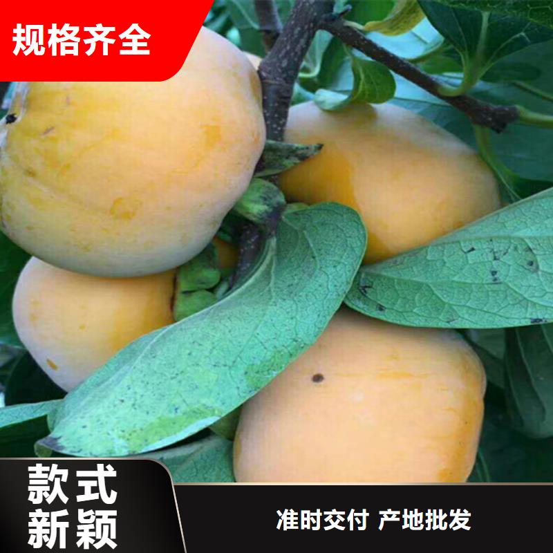 柿子_无花果苗安装简单