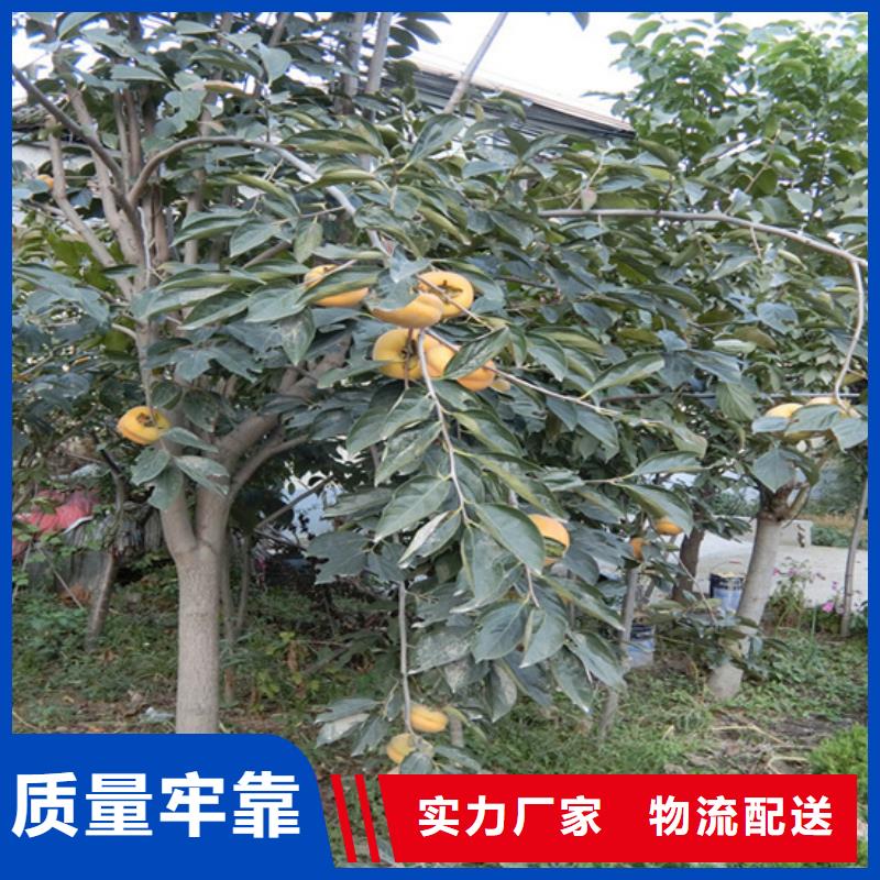 柿子,蓝莓苗价格公道合理