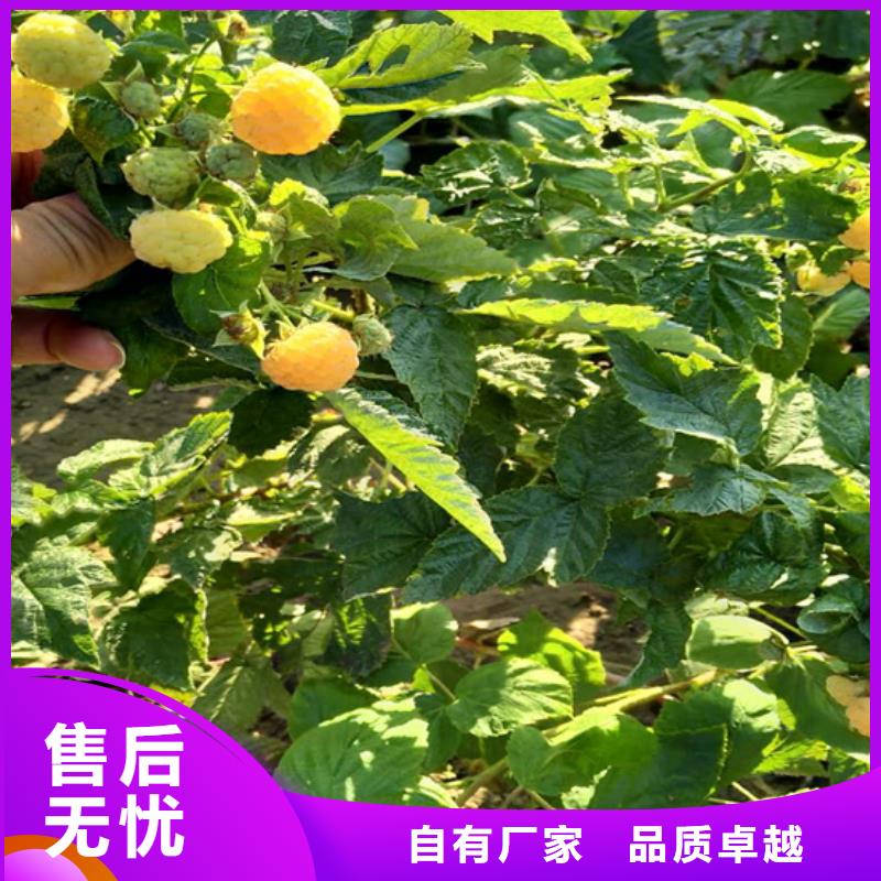 树莓葡萄苗用心细节