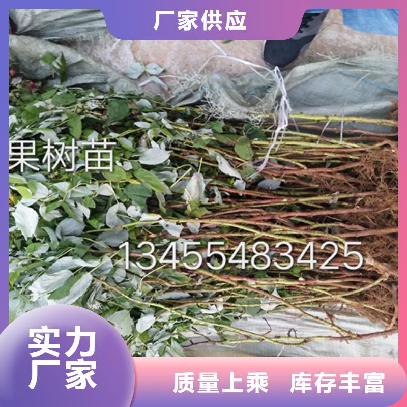 西瓜番石榴苗视频-西瓜番石榴苗-轩园园艺场(贵阳市分公司)服务区域南明|息烽|黔西南|毕节|铜仁|安顺|黔东南|六盘水|遵义