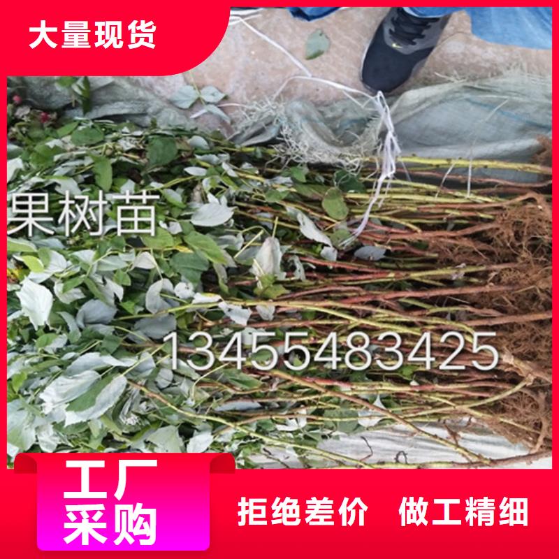 树莓_石榴树不断创新