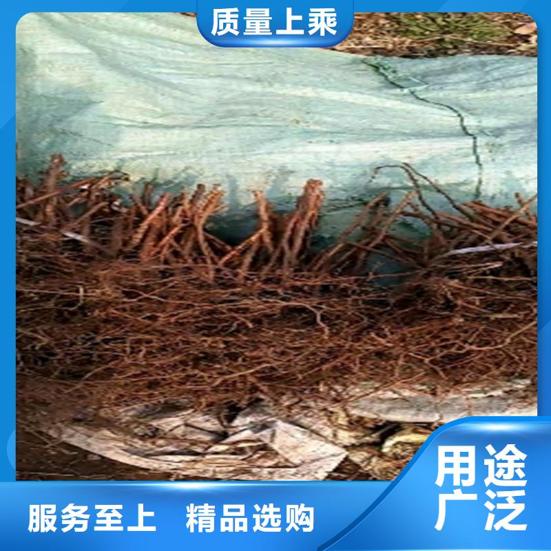 【树莓梨树苗通过检测】