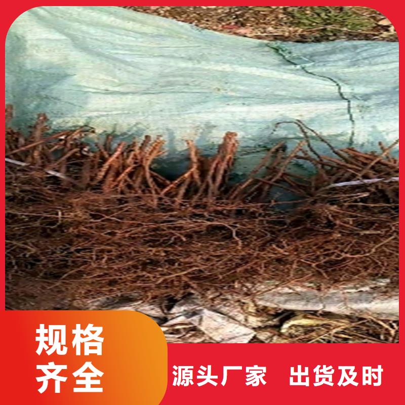 【树莓】苹果苗厂家直销直供