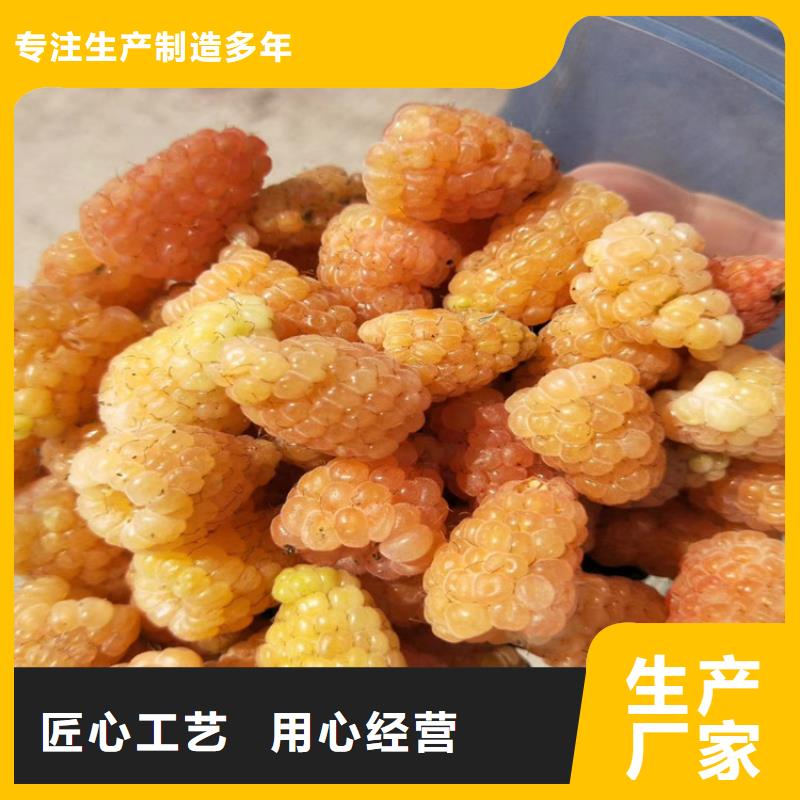 树莓,樱桃苗一站式采购
