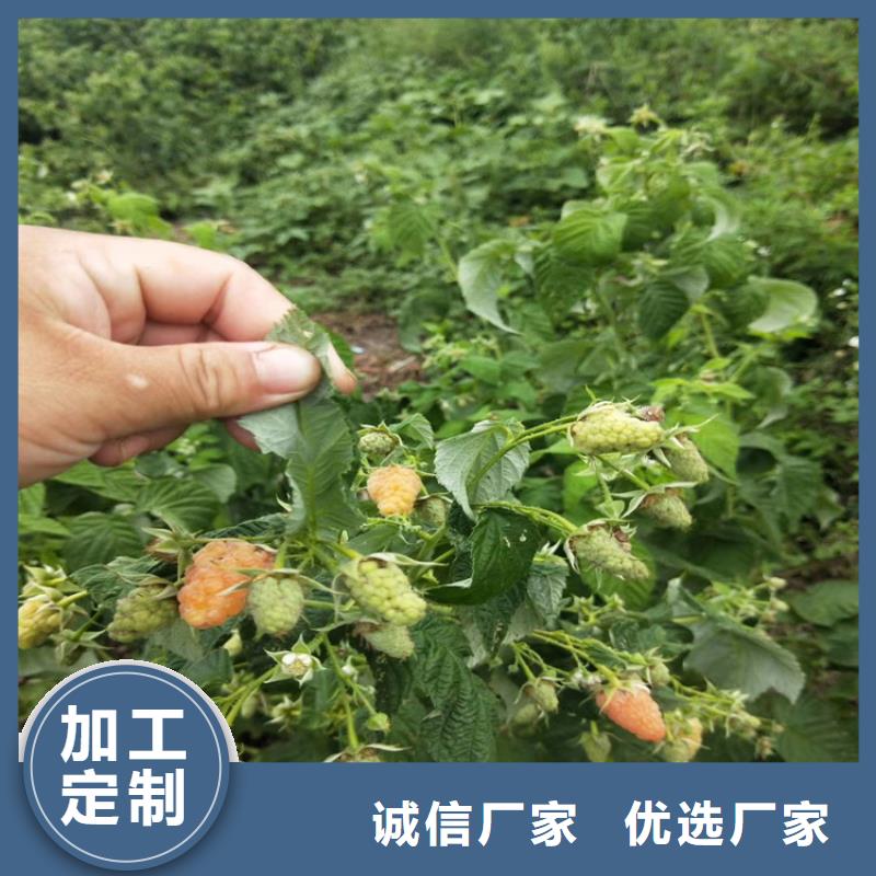 树莓杏树苗好产品不怕比