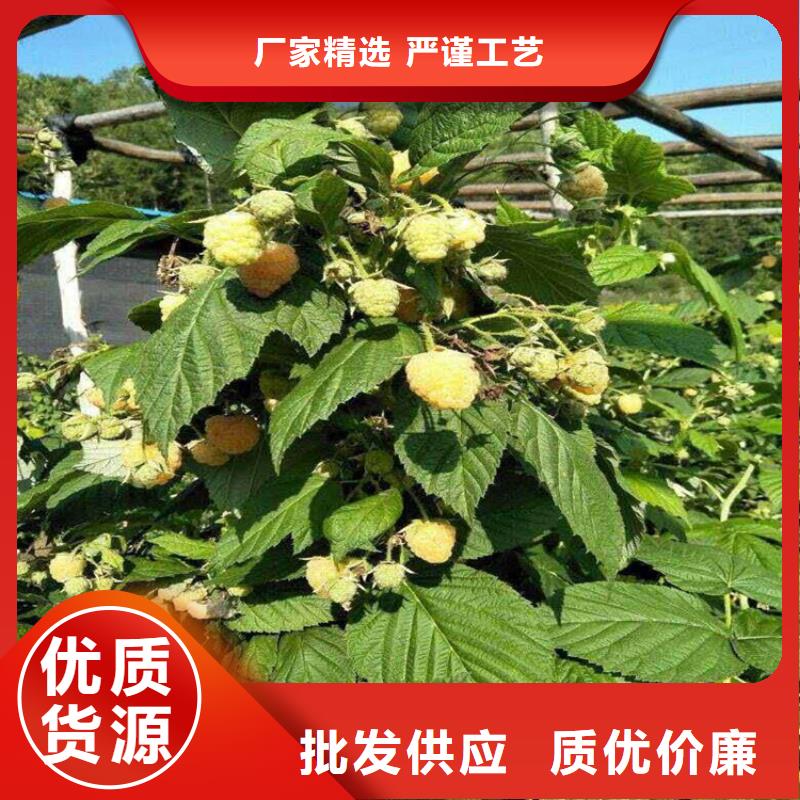 【 树莓-梨树苗严选材质】-可发货到花溪|清镇|黔东南|铜仁|黔西南|黔南|遵义|六盘水|毕节