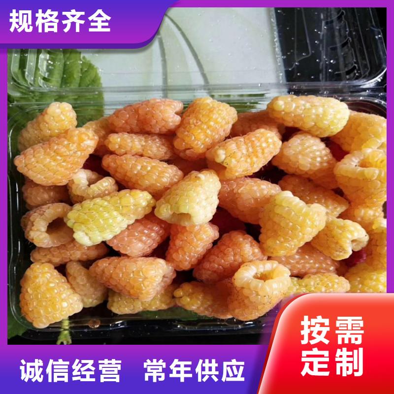 【树莓-桃树苗源头厂家量大价优】
