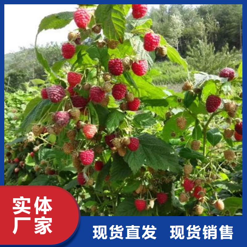树莓苹果苗N年大品牌