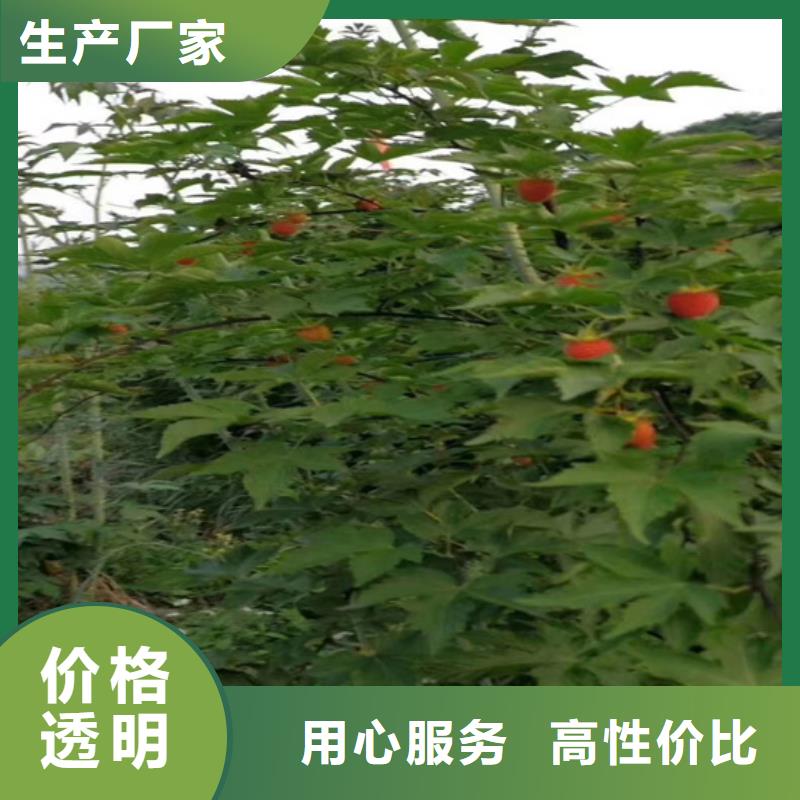 树莓樱桃苗老客户钟爱