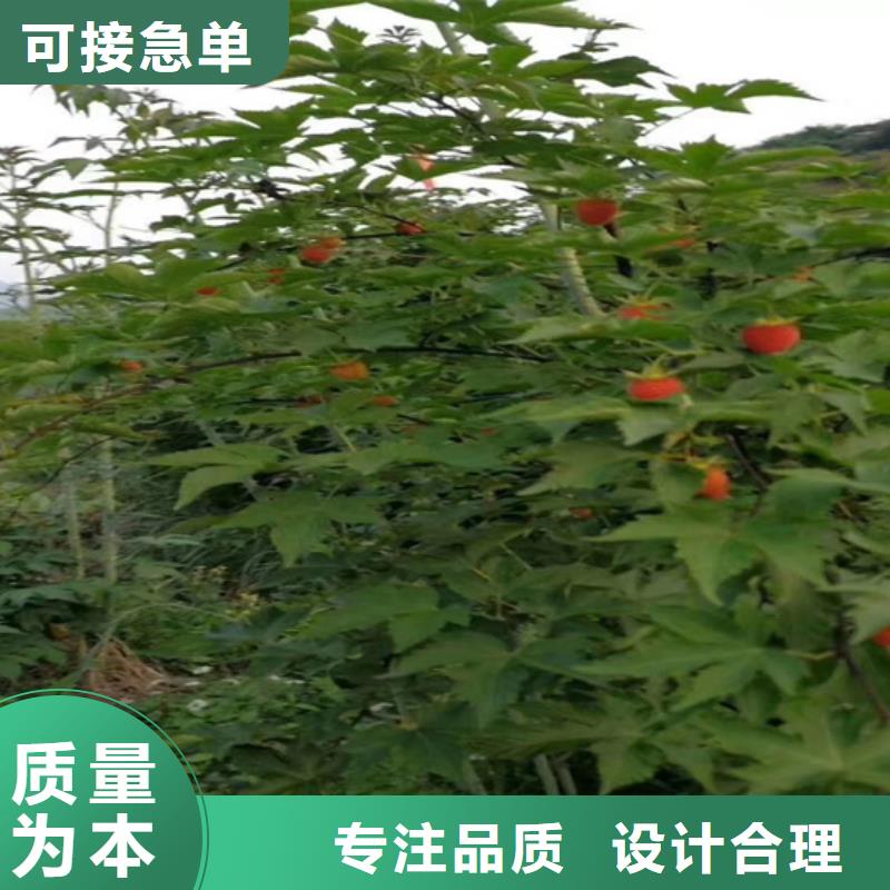 树莓,樱桃苗一站式采购