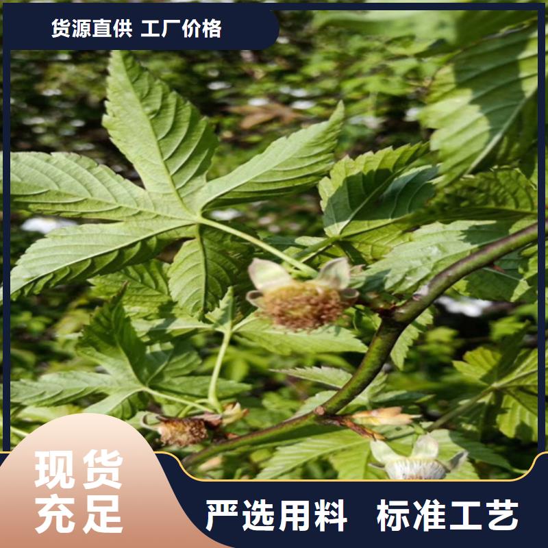 树莓【苹果苗】快速报价