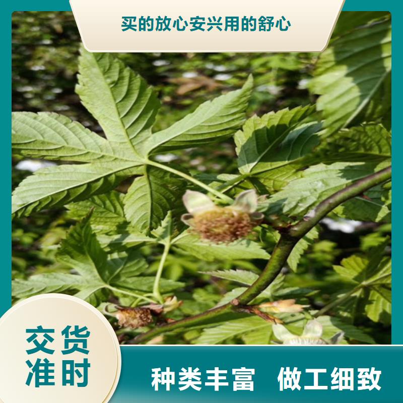 树莓无花果苗重信誉厂家