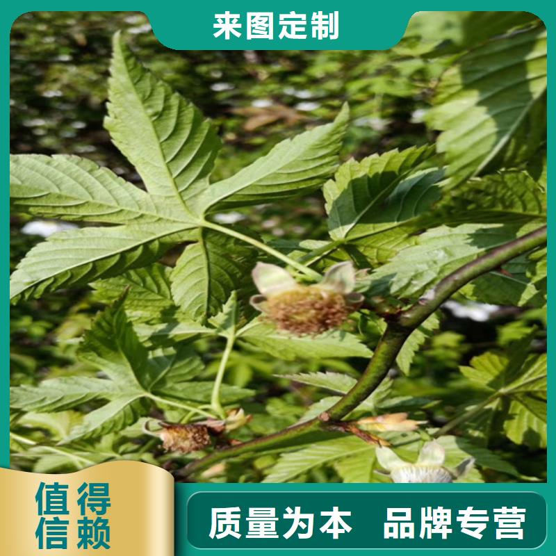 树莓桃树苗货源直销