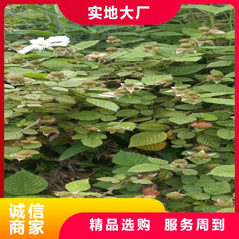 轩园西瓜番石榴苗【 树莓 花椒苗满足您多种采购需求】cg39.com