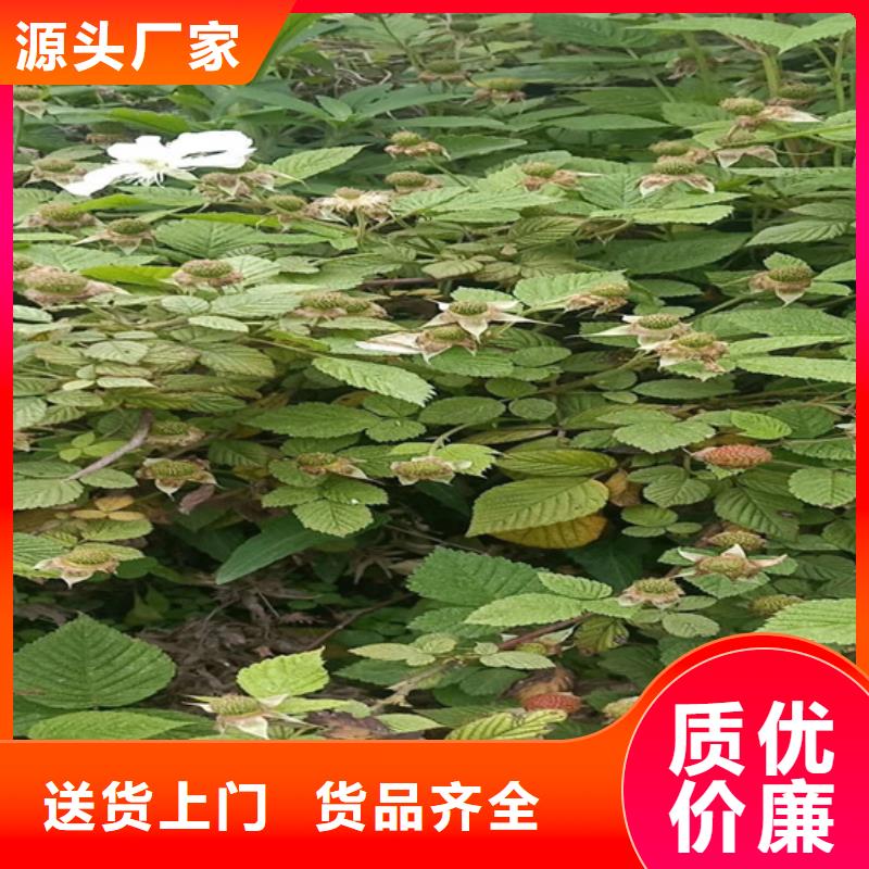 【 树莓-梨树苗严选材质】-可发货到花溪|清镇|黔东南|铜仁|黔西南|黔南|遵义|六盘水|毕节