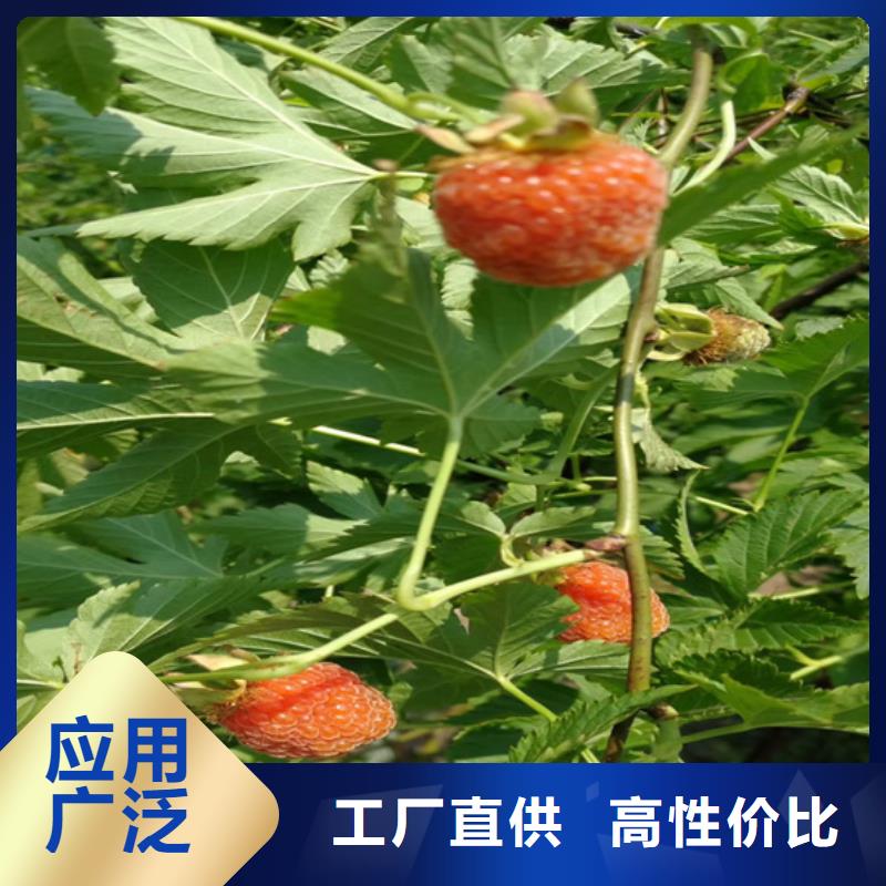 树莓桃树苗货源直销